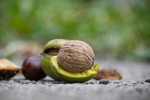 Detailed image of assorted nuts and seeds resting on rustic ground, highlighting textures and natural colors photo