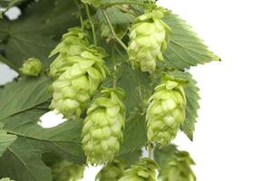 Detailed closeup of fresh green hops on vine over white background highlighting texture and vibrancy photo