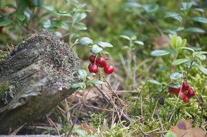 Lingonberry plants with red berries in a forest setting, surrounded by moss and foliage photo