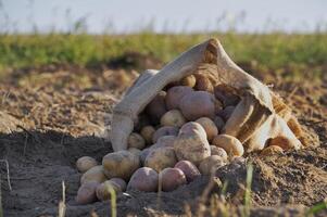 Freshly harvested potatoes spilling from burlap sack on fertile farmland with sunshine photo