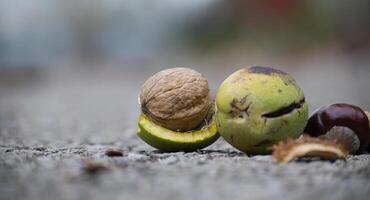 Closeup of various nuts and seeds on a textured surface in natural light for autumn harvest concept photo