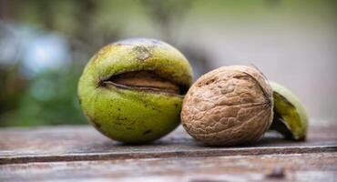 Closeup of fresh walnut inside green husk over blurred natural background photo