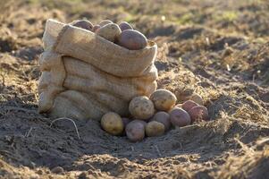 Freshly harvested potatoes near burlap sack on fertile farmland capturing the essence of agriculture photo