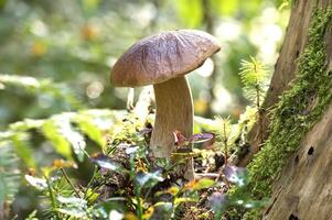 Beautiful wild cep mushroom growing in forest environment with sunlight filtering through the trees photo
