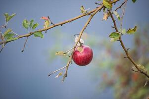 Lone red apple hanging from a tree branch with green leaves against a soft, blurred background. photo