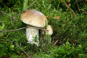 Wild boletus mushrooms nestled in dense green moss within a forest setting photo