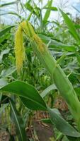 A view of a corn cob with pale yellow silky tassels, in a bright green corn field, emphasizing the lush stems and leaves under a clear sky. video
