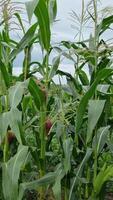 A field of corn at the stage of active growth. The tall green stems are covered with leaves, and the ears of corn have red threads, signaling the development of the kernels. video