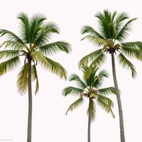 White background with a watercolored image of palm trees photo