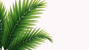 Illustrated palms with empty right half for textgraphics against a clean white backdrop photo