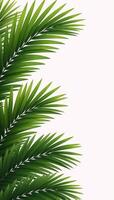 Illustrated palms with empty right half for textgraphics against a clean white backdrop photo