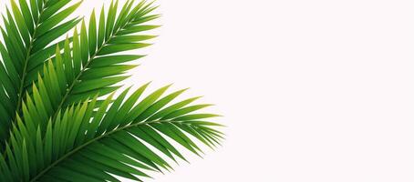 Illustrated palms with empty right half for textgraphics against a clean white backdrop photo