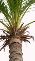 Lone palm tree set against a pristine white background minimalistic monochromatic photo