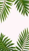 Closeup of green palm leaves against a white backdrop tropical foliage banner featuring clean copy space and an elegant palm tree corner element suitable for nature and botanical designs photo