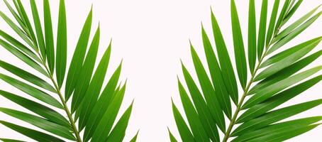 Two lone palm trees on pristine white backdrop photo