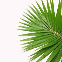 Isolated image showcases vibrant green palm leaves against a pristine white backdrop Daylight Scene photo