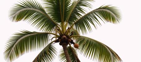Palm tree with a coconut atop tall and leafy isolated against a white background photo