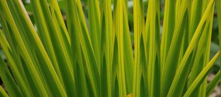 Overlapping shadevaried palm leaf pattern replicates a moving palm tree canopy photo