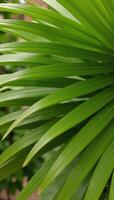 Empty space centered with palm leaf backdrop minimalist composition photo