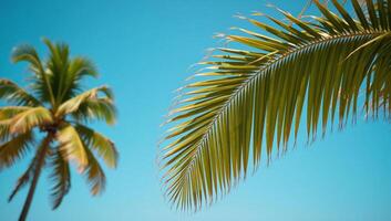 Tropical summer scene featuring palm trees as backdrop photo