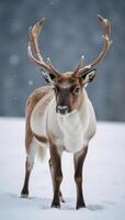 Majestic Reindeer amidst Winter Elegance Snowy Landscape with Delicate Snowfall photo