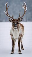 Snowy landscape with reindeer as subject photo
