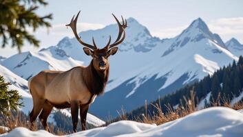 Elk portrait set against rugged mountain backdrop photo