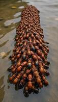 Fire ants construct a floating raft amidst floodwaters linked together intricately photo