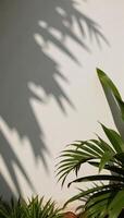 A dark silhouette from palms in summeryspring setting photo