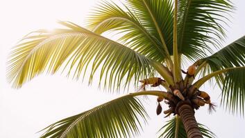 A coconut palm tree against a transparent backdrop photo