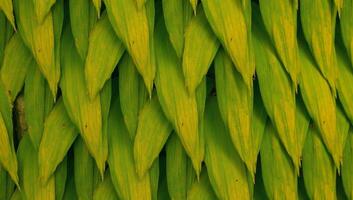 Overlapping shadevaried palm leaf pattern replicates a moving palm tree canopy photo