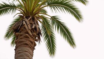 Lone palm tree set against a pristine white background minimalistic monochromatic photo