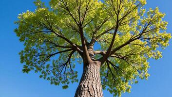 Vibrant depiction of a towering tree with expansive root system and soaring branches photo