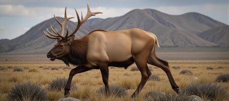 Photorealistic wildlife illustration of a bull elk bugling in a view against an isolated backdrop photo