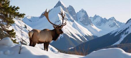 Elk portrait set against rugged mountain backdrop photo