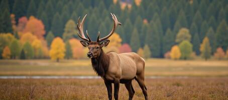 An elk is depicted against a lively colorful wilderness with a blurred background photo
