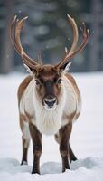 A toweringhorned reindeer stands amidst the snowy landscape photo