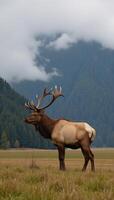 Large elk amidst foggy forest landscape atop a green field photo
