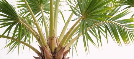 Lone palm tree set against a pristine white background minimalistic monochromatic photo