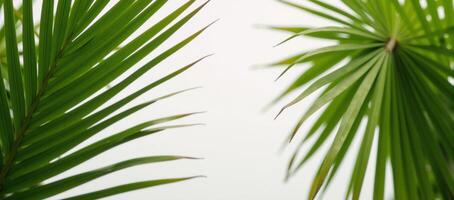 Empty space centered with palm leaf backdrop minimalist composition photo