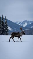 Snowcovered Reindeer Silhouette Against Winter Landscape photo