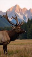 Stunning sunrise scene featuring an elk displaying its bugle call photo