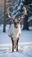 Serene Winter Scene Majestic Reindeer amidst Snowfall photo