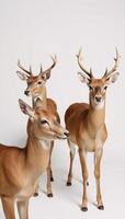Deer portrayed separately against a backdrop photo