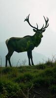 Fulllength elk silhouette superimposed over a detailed forest scene double exposure digital art photo