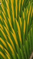 Overlapping shadevaried palm leaf pattern replicates a moving palm tree canopy photo
