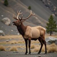 Photorealistic wildlife illustration of a bull elk bugling in a view against an isolated backdrop photo