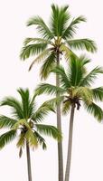 White background with a watercolored image of palm trees photo
