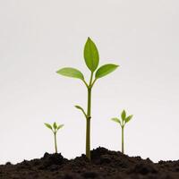Isolated illustration of a tree sprouting from the earth created with intricate details and textures photo
