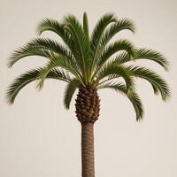 A lone palm tree is featured against an open backdrop photo